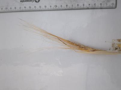 Click for 1 image(s) for this accession. SPIKE